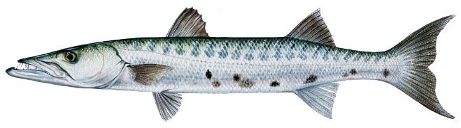 BARRACUDA