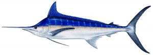 marlin