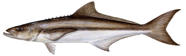 COBIA