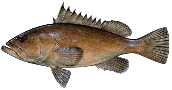 GROUPER