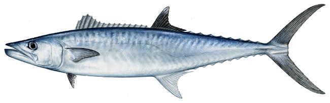 KINGFISH