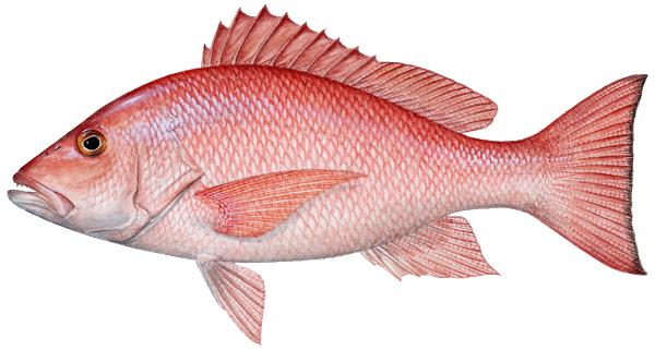 SNAPPER