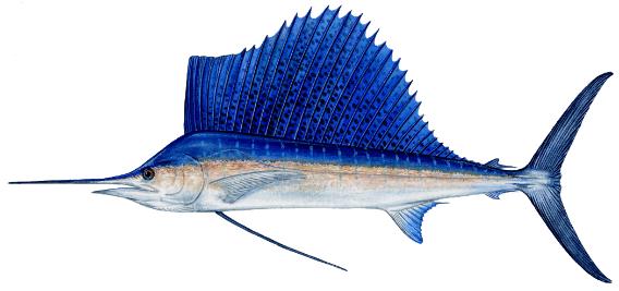 SAILFISH