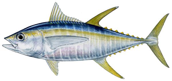 TUNA