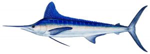 white marlin