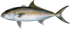 amberjack