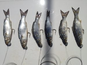 Rigged Split Tail Mullet