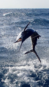 hooked sailfish jumping